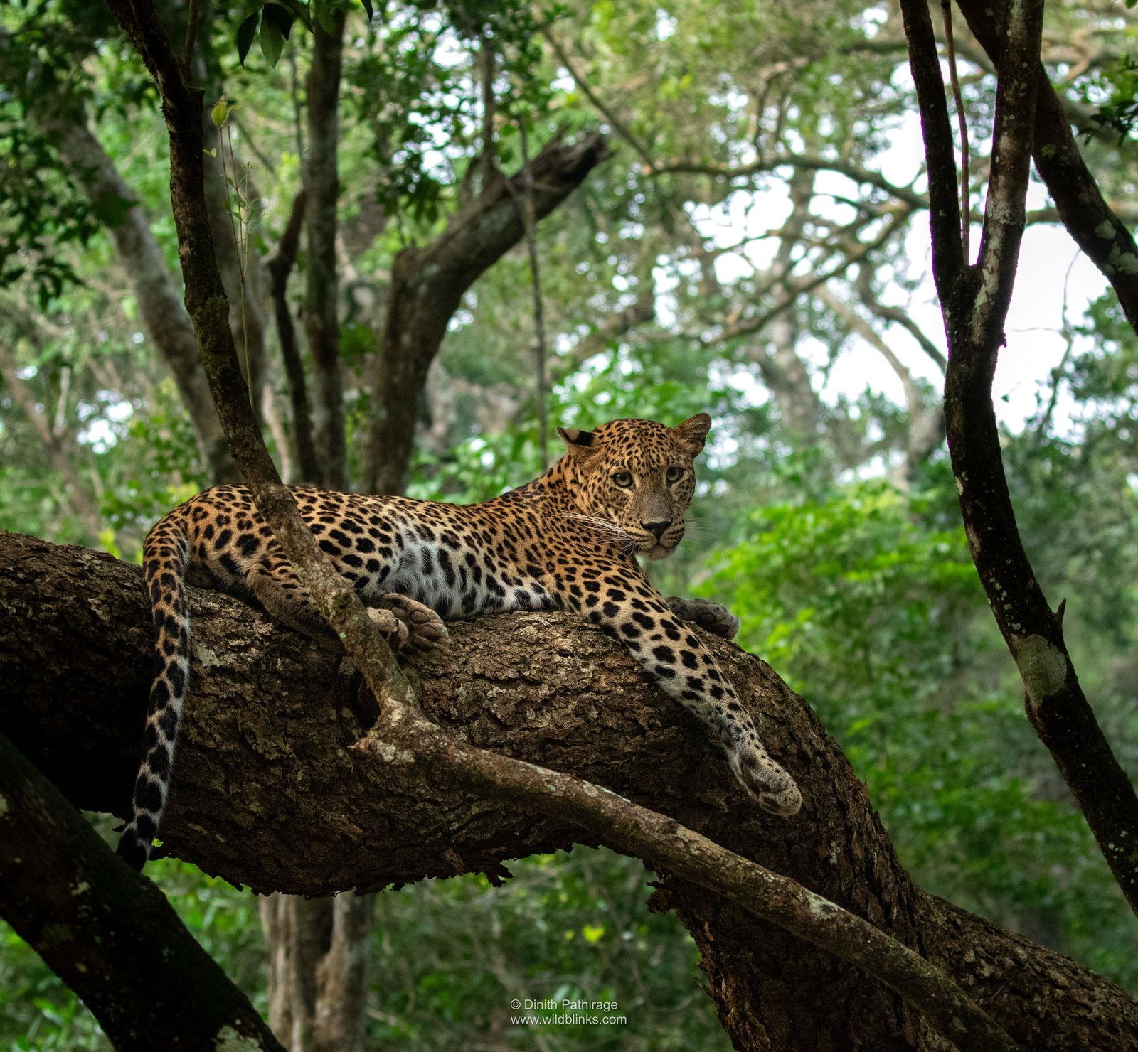 wilpattu 1